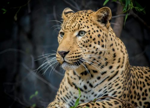 Luxury 4-Day Greater Kruger Tour
