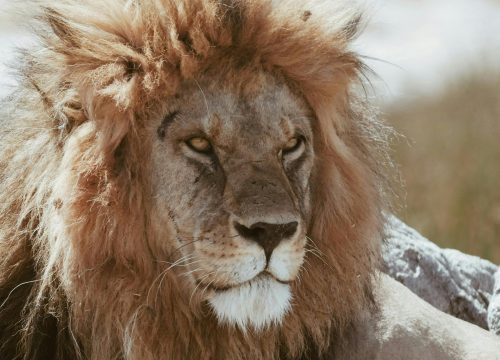 Budget 4 Day 3 Nights Kruger National Park